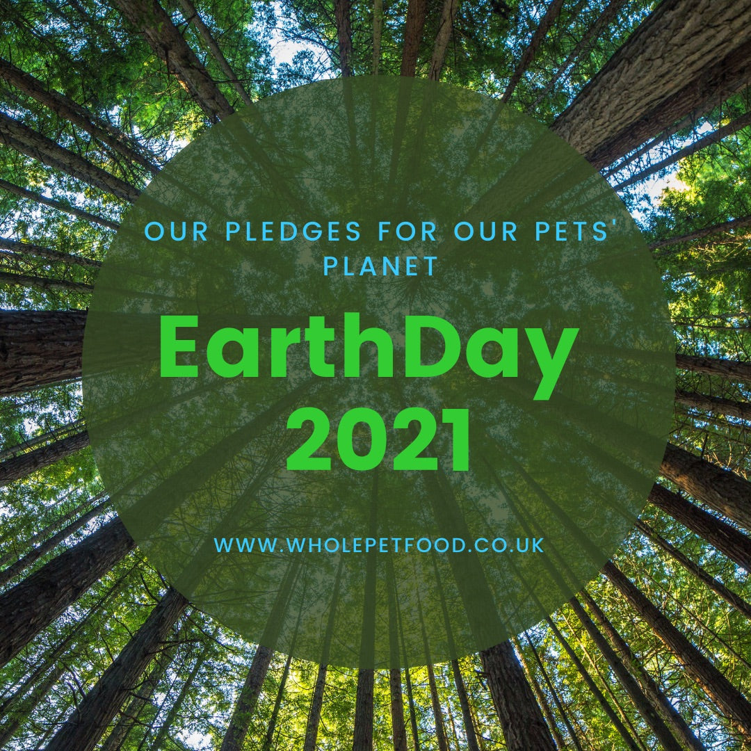 Building a sustainable pet food company