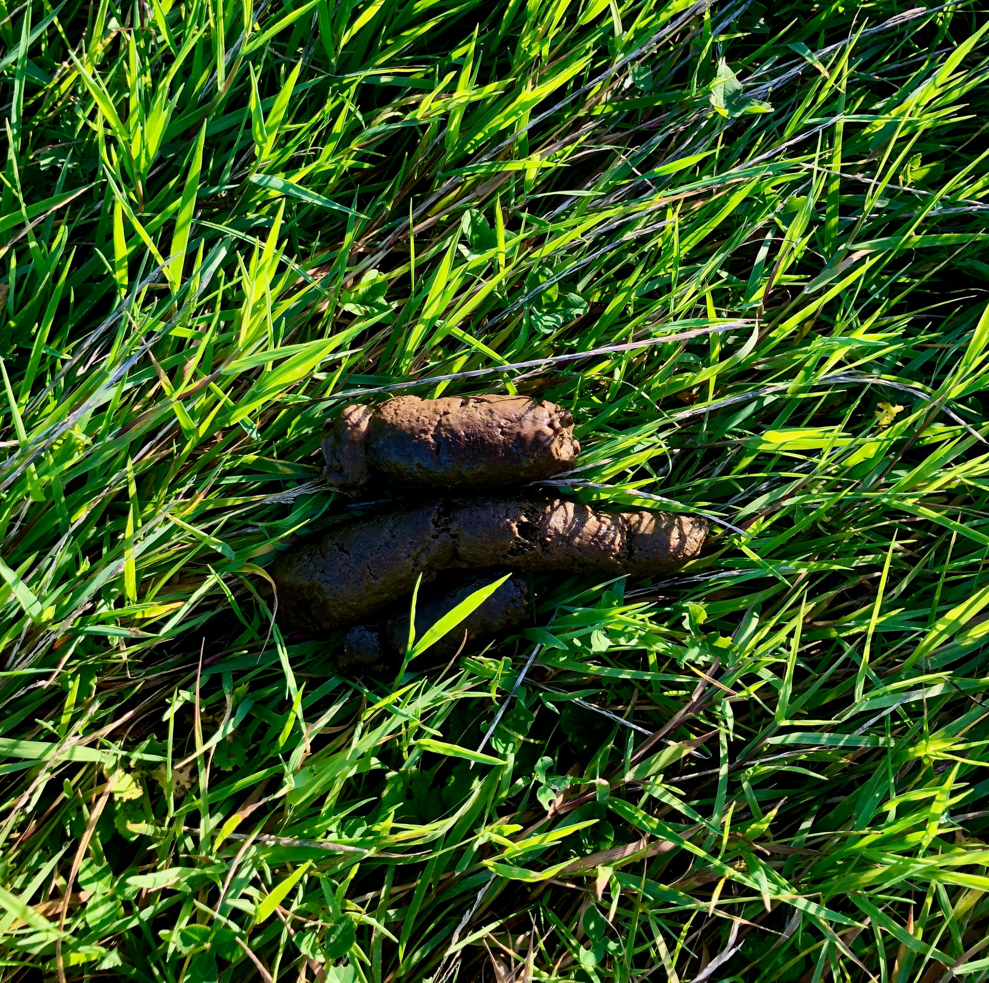 Dog poo as it should be - firm, well formed and easy to pick up thanks to whole pet food!