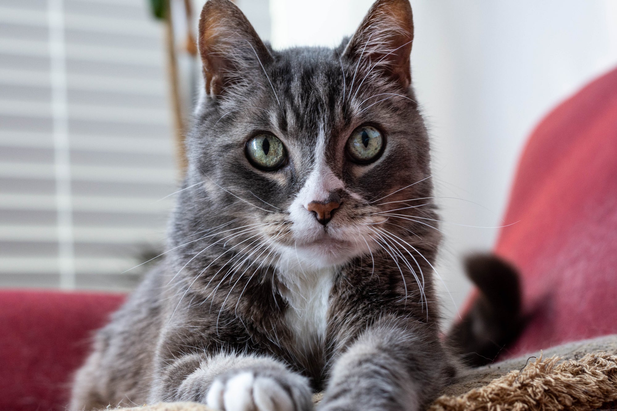 A happy healthy cat fed on the best cat food