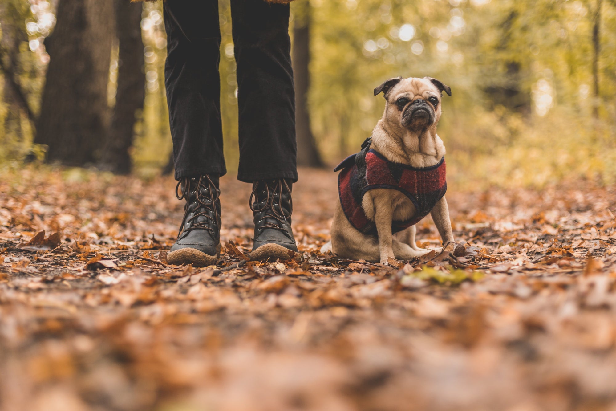 Keep your pet fit throughout the year