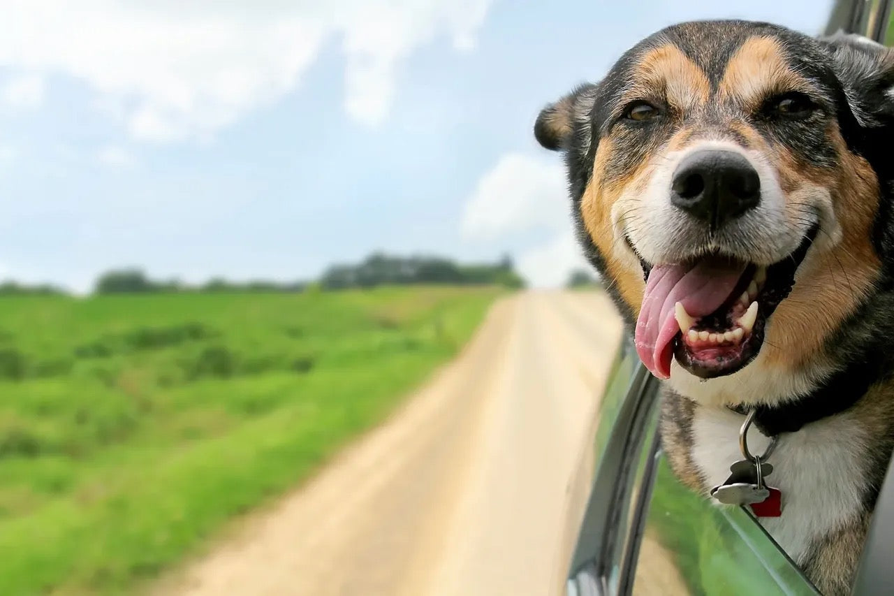A dog seeks cool air