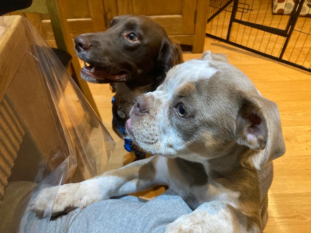 2 hungry dogs are ready to eat tasty, healthy grain free dog food with over 50% animal ingredients and extras including joint care and prebiotics.