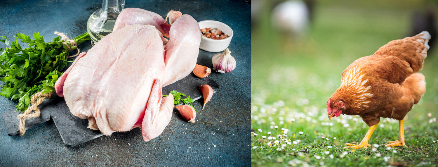 Superfood for Dogs British Free Range Chicken