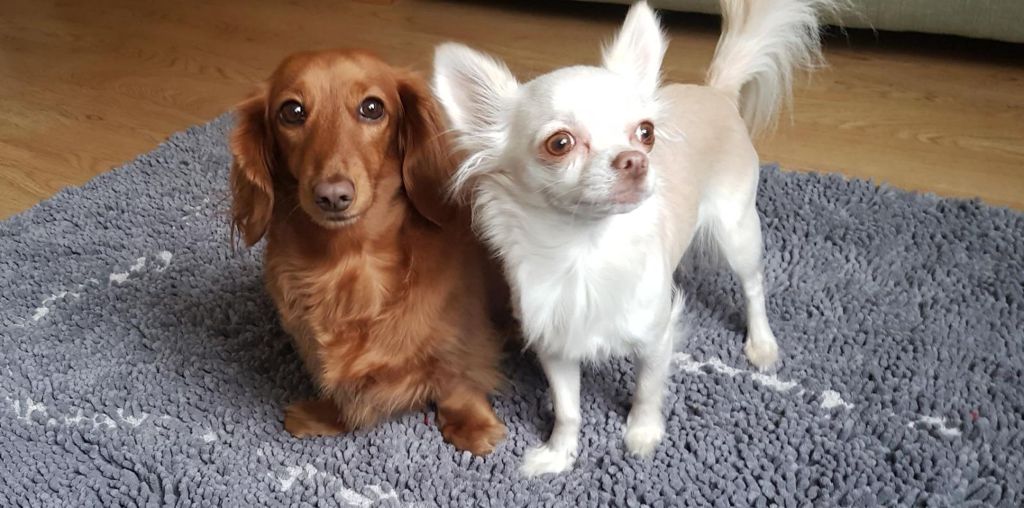 A dachshund and chihuahua - small dogs but big friends