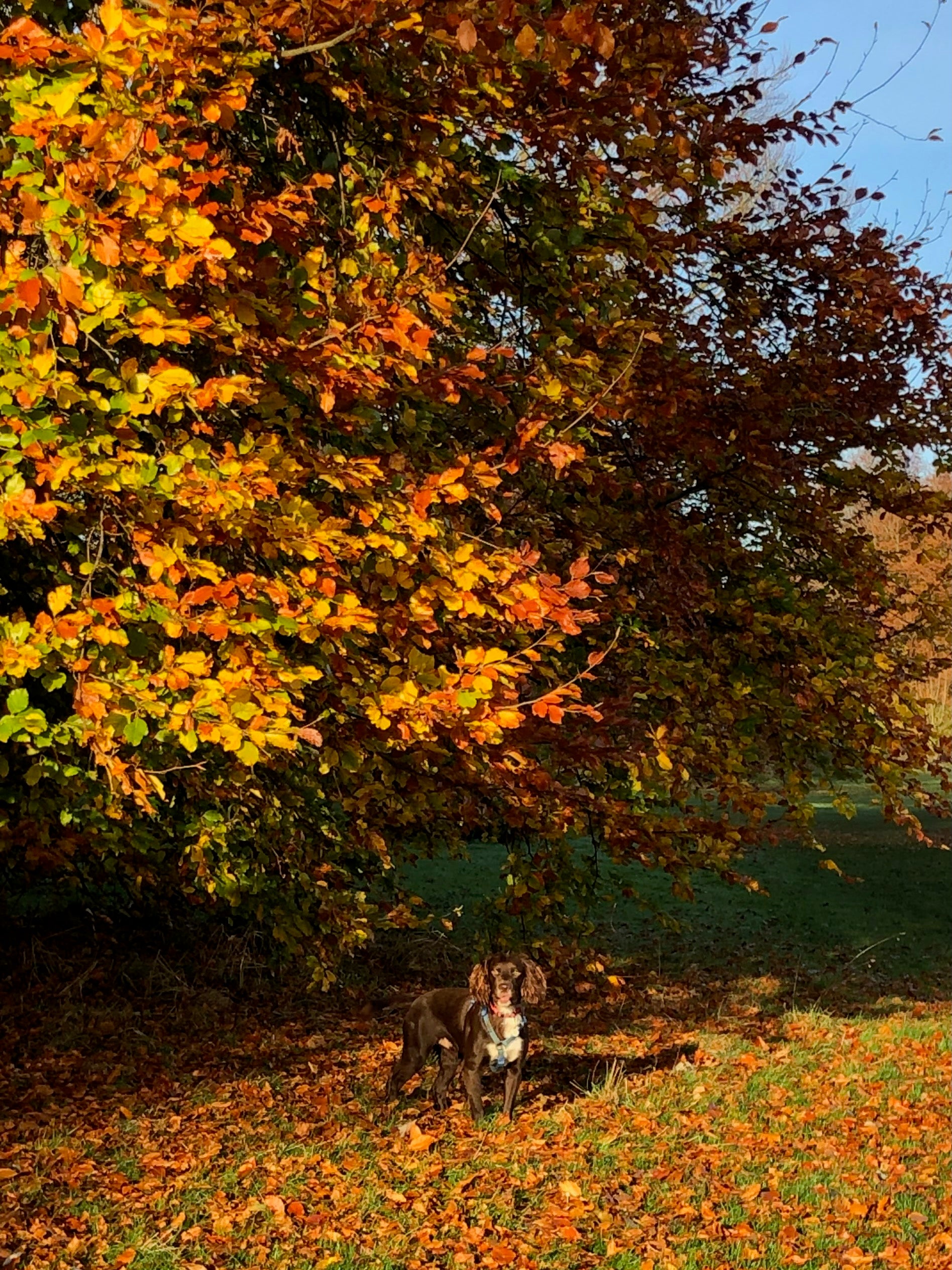A healthy dog resplendent amid the golden leaves of autumn