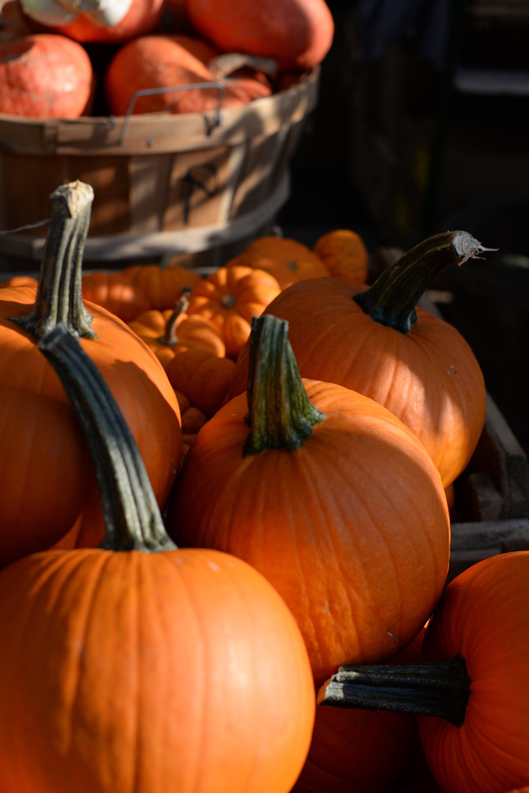 Pumpkins - a rich source of carotenes to help support your dog's vision