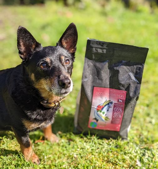 A Lancashire Heeler with her favourite tasty kibble