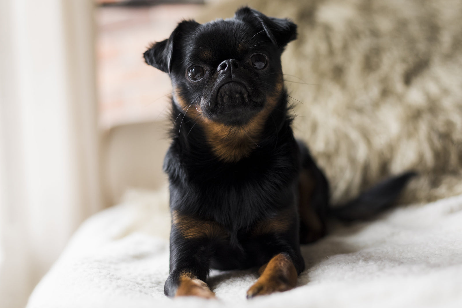 An inquisitive Bruxelles looks ready to eat some delicious dog food packed with superfoods and freshly prepared meat ingredients. Our Superfood range of grain free dog food is the best you can buy.